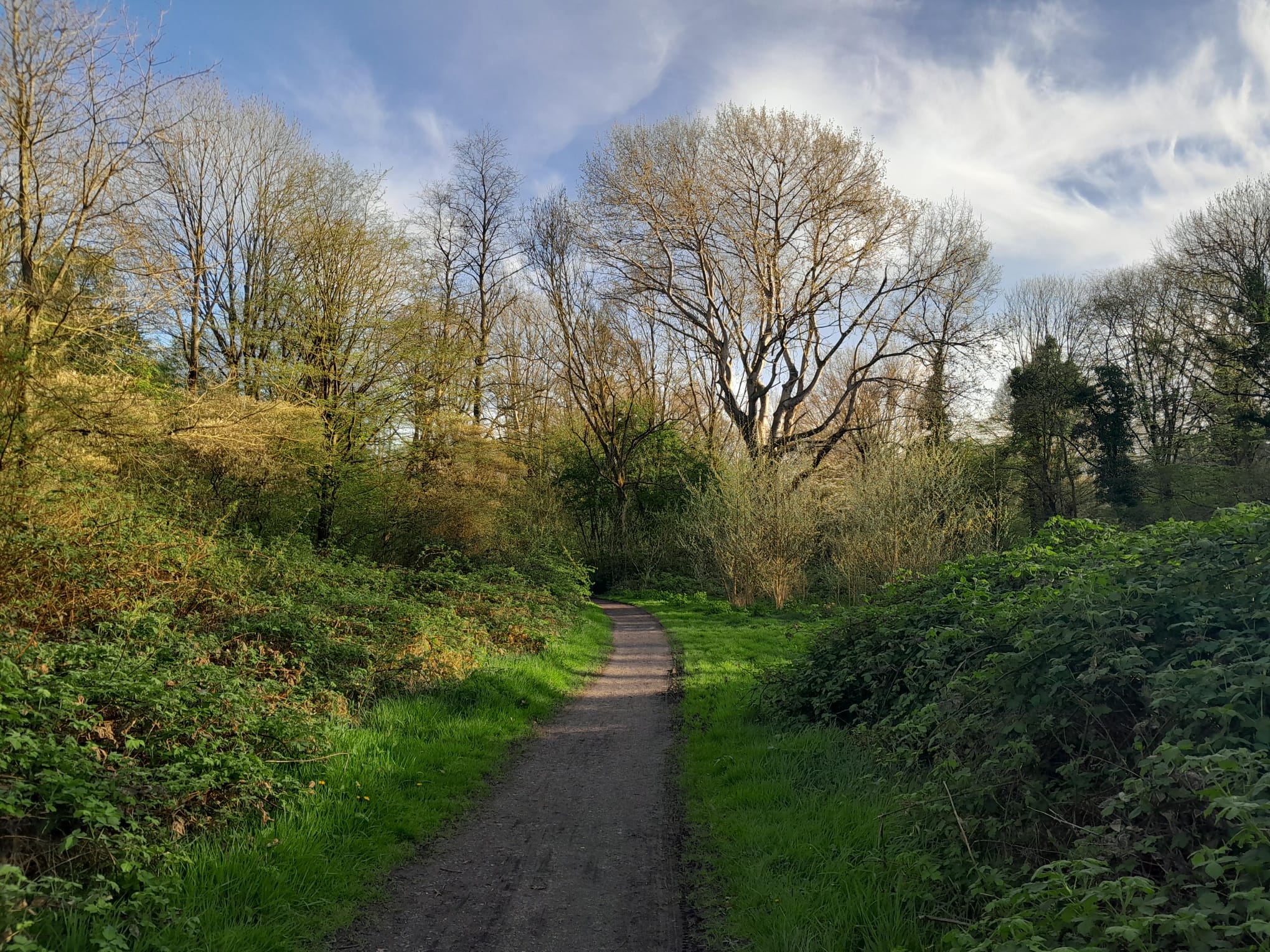 A photo of green in the shadow and yellow by the sun, with a blue sky with white clouds.